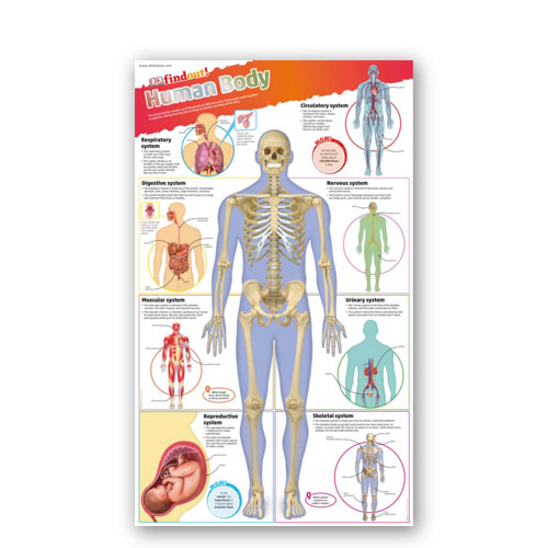 DKfindout! Human Body Poster โ Owlbooks.dk Biology Diagrams